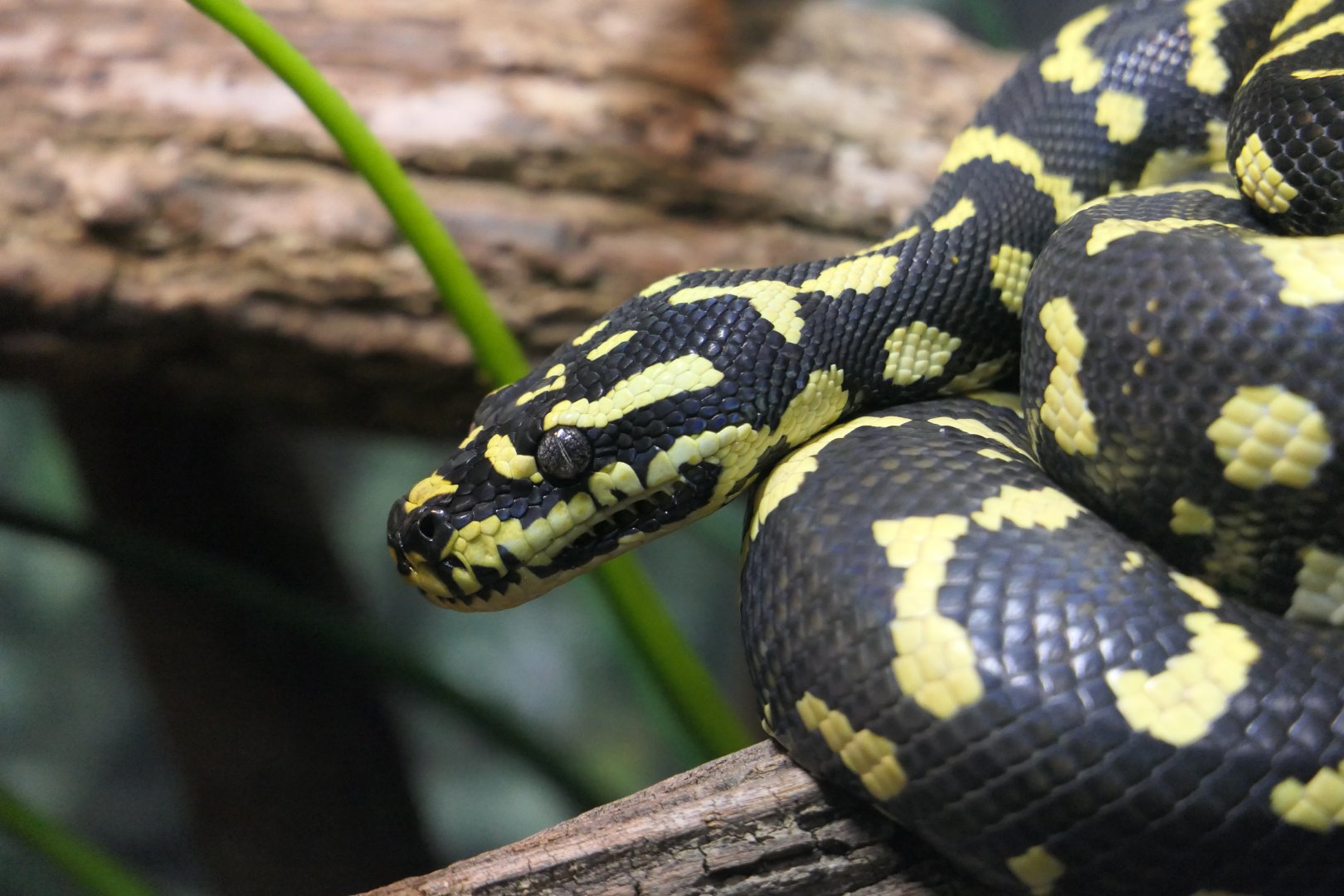 Jungle Carpet Python (Morelia spilota cheynei)