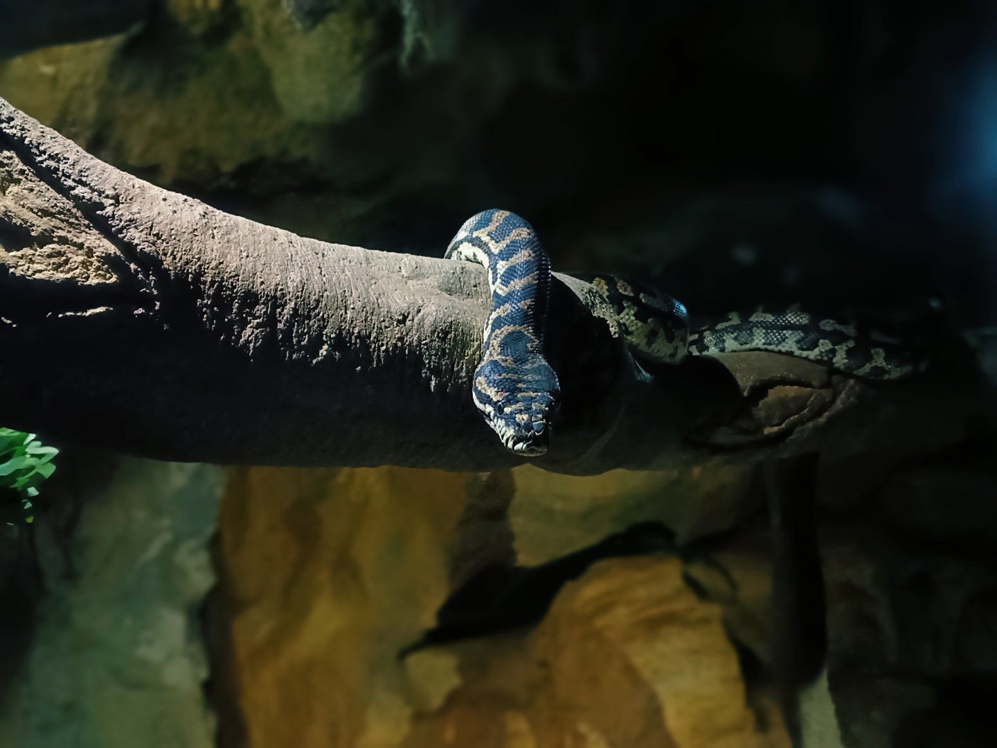 Jungle Carpet Python (Morelia spilota cheynei)