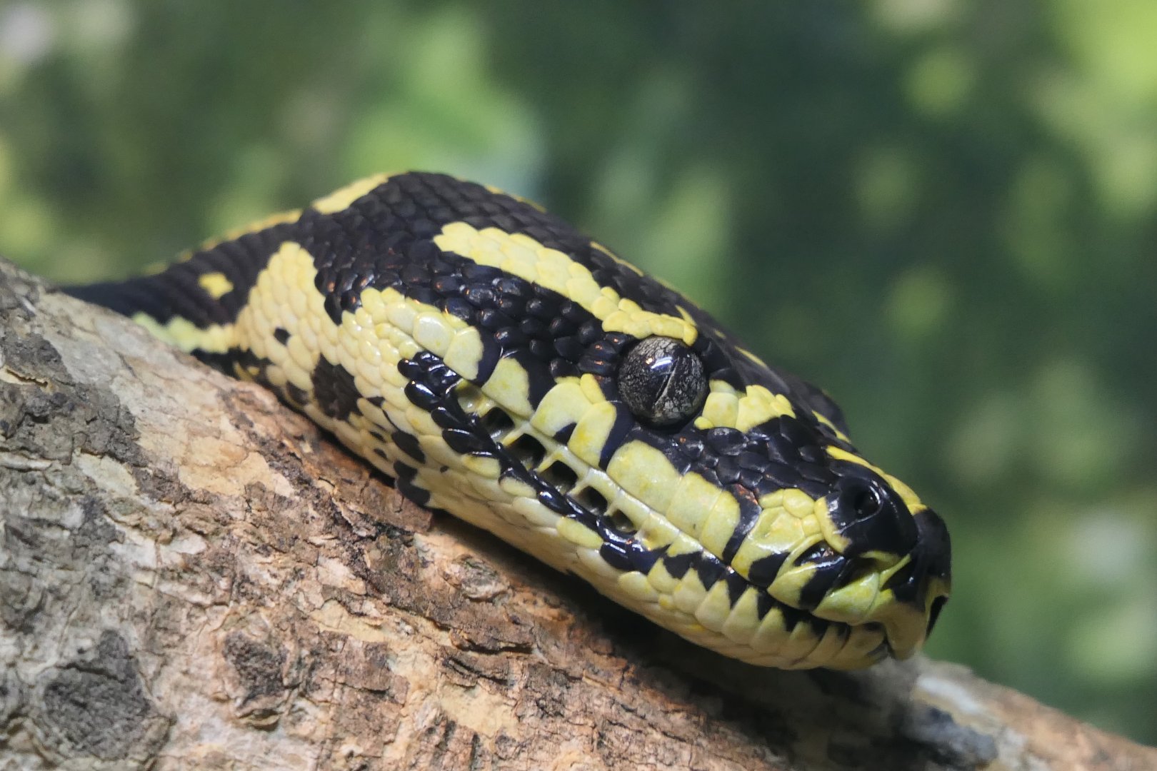 Jungle Carpet Python (Morelia spilota cheynei)