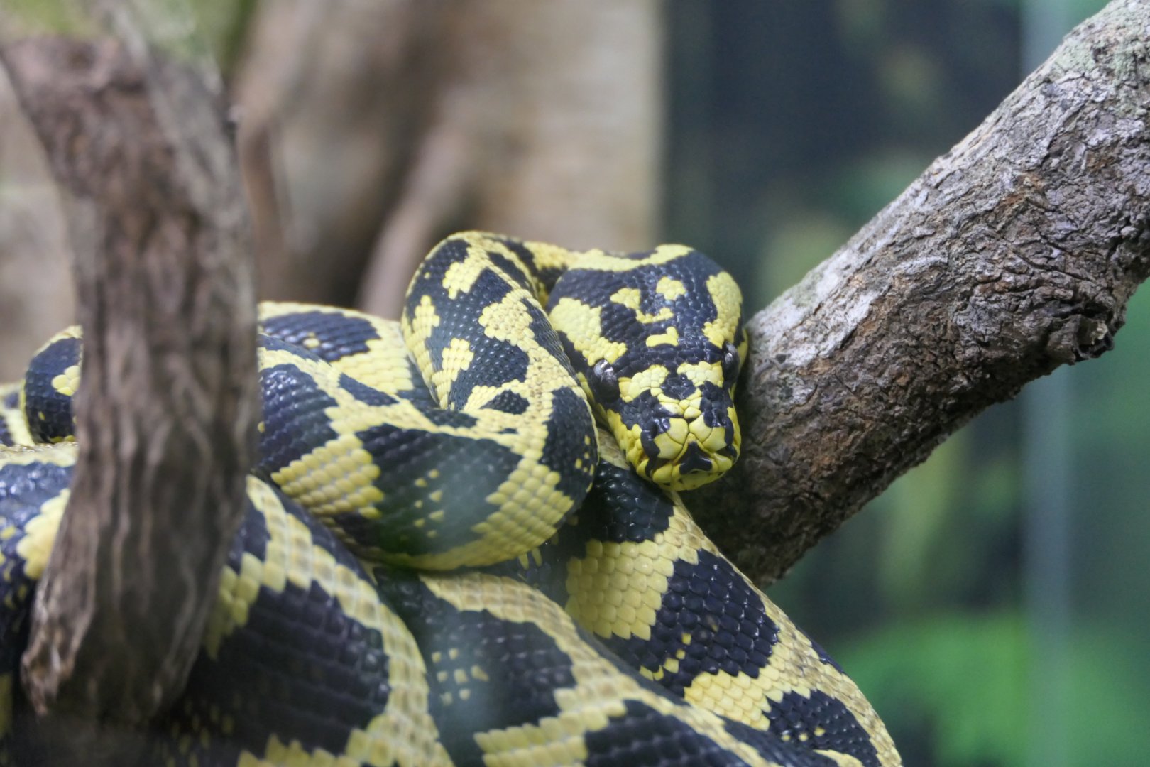 Jungle Carpet Python (Morelia spilota cheynei)