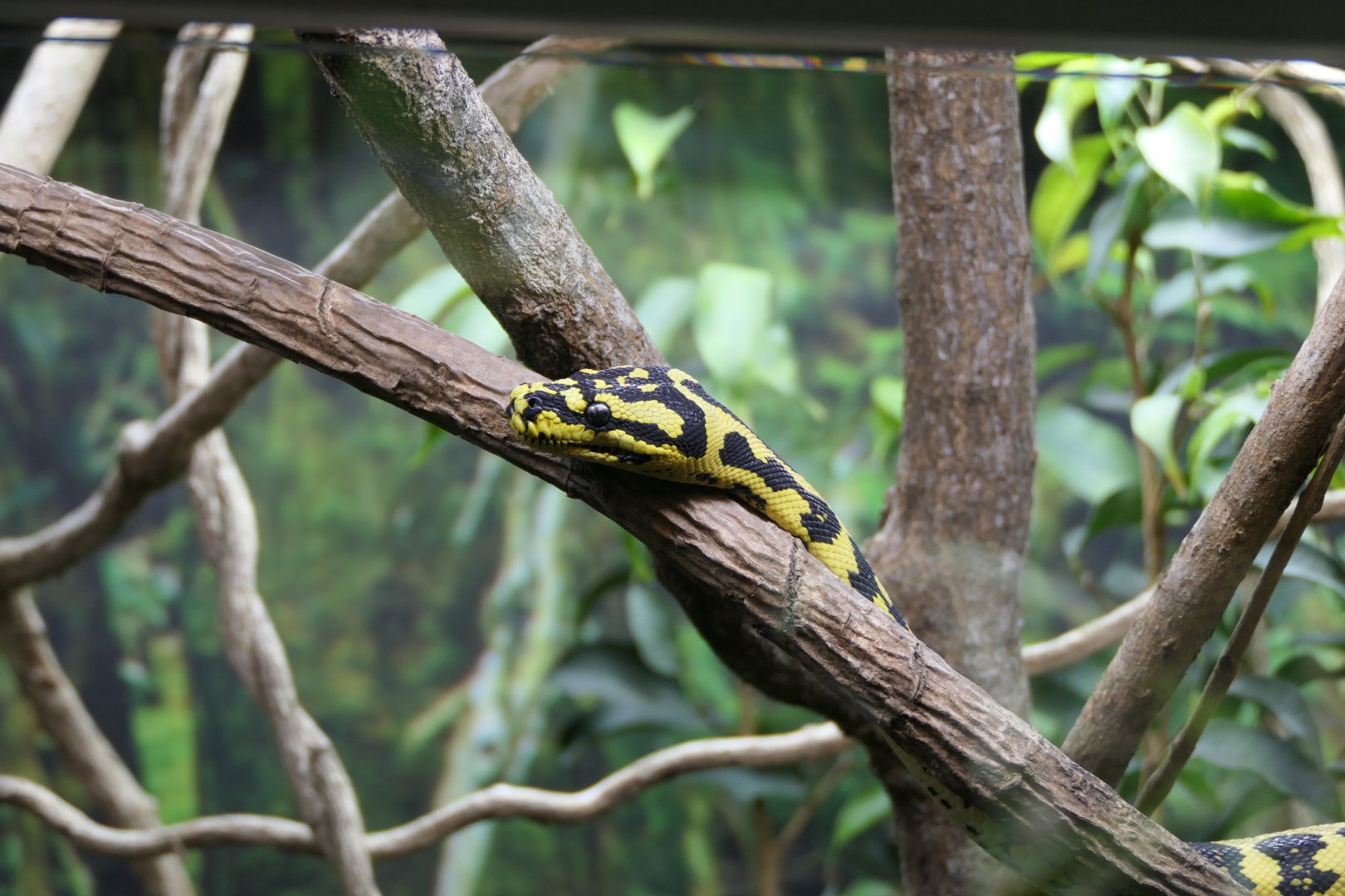 Jungle Carpet Python (Morelia spilota cheynei)