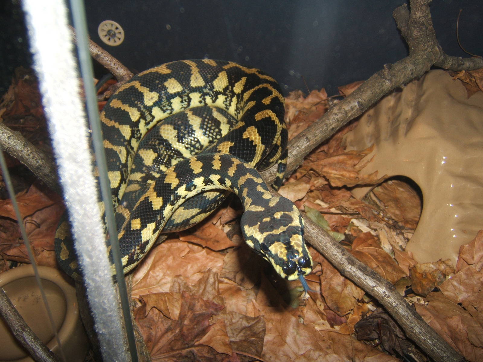 Jungle Carpet Python (Morelia spilotia cheynei)