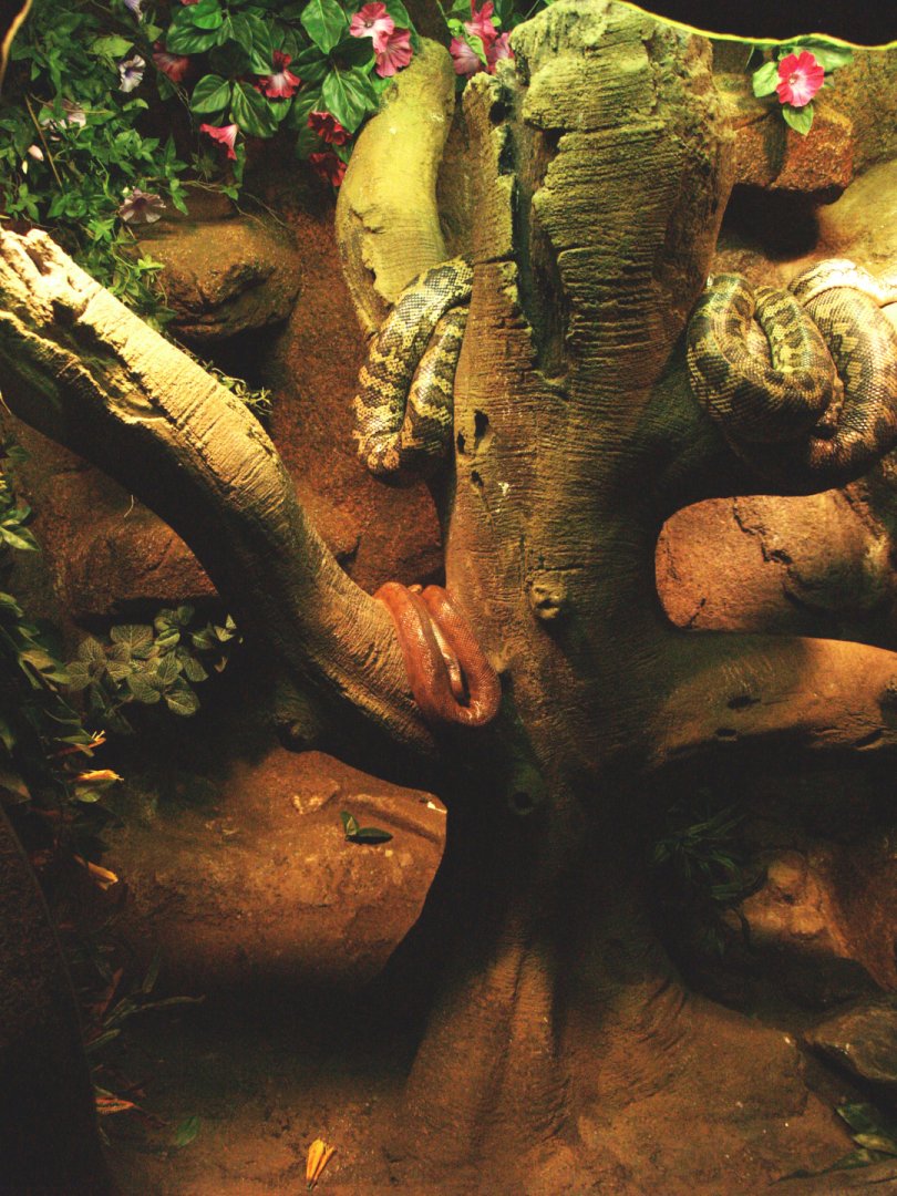 Jungle carpet python terrarium, 2009-04-14