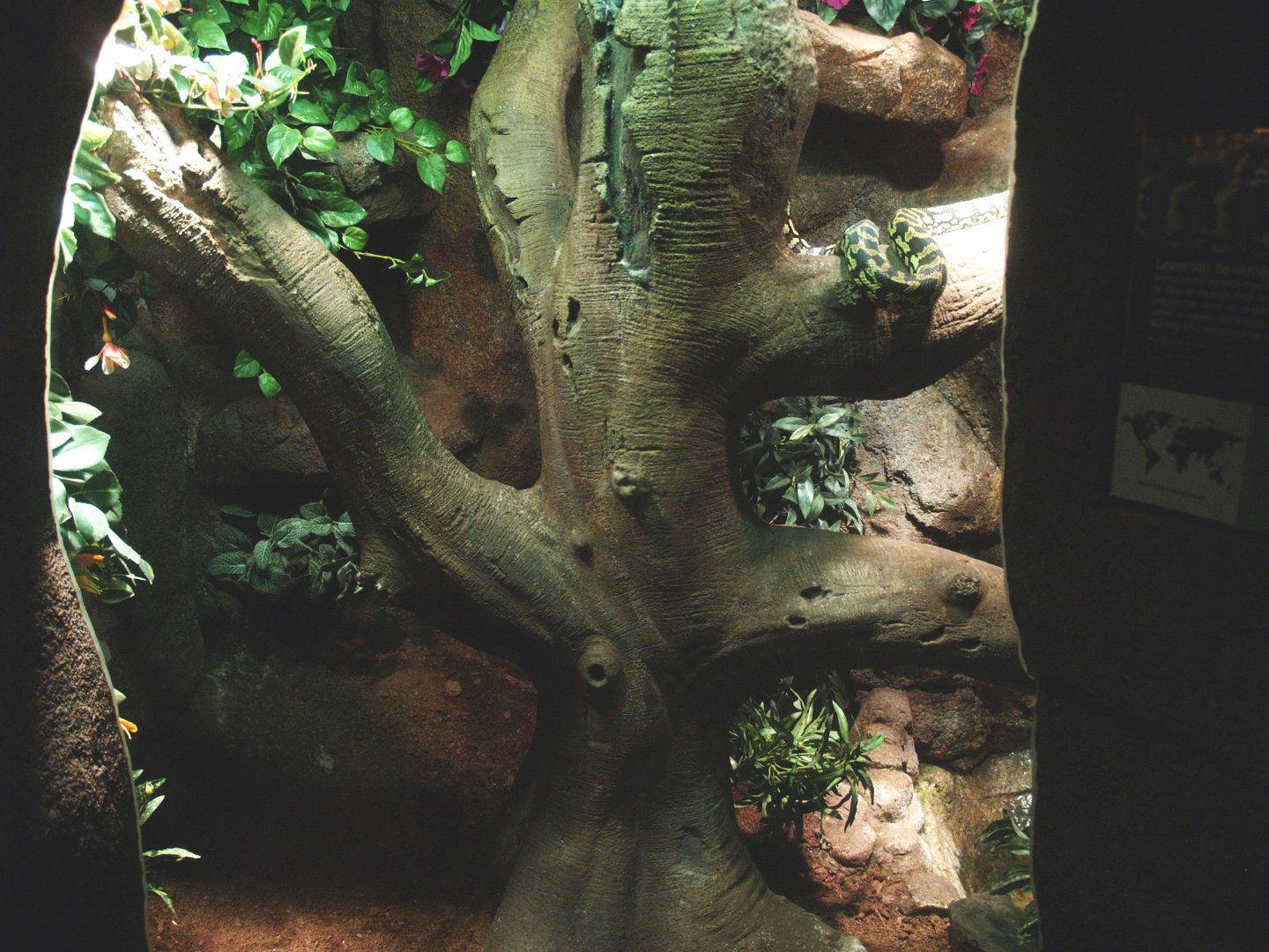 Jungle carpet python terrarium, 2014-02-16