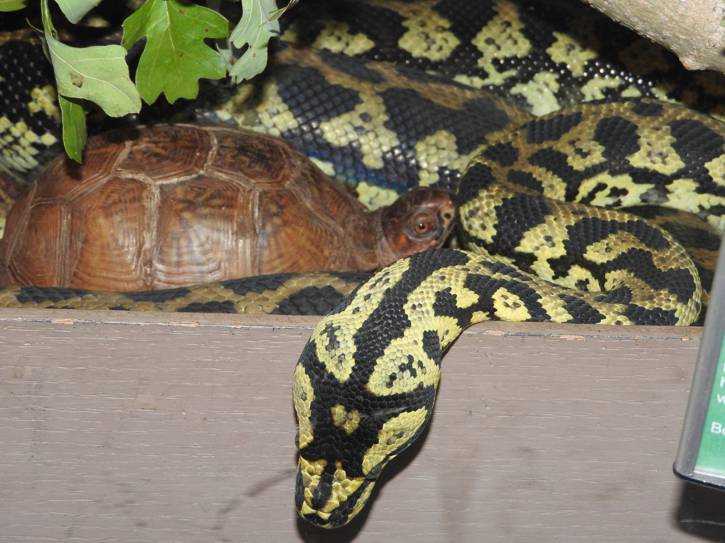 Jungle Carpet Python/Three-toed Box Turtle