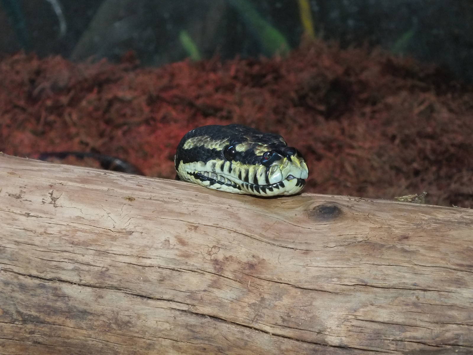 Jungle Carpet Python