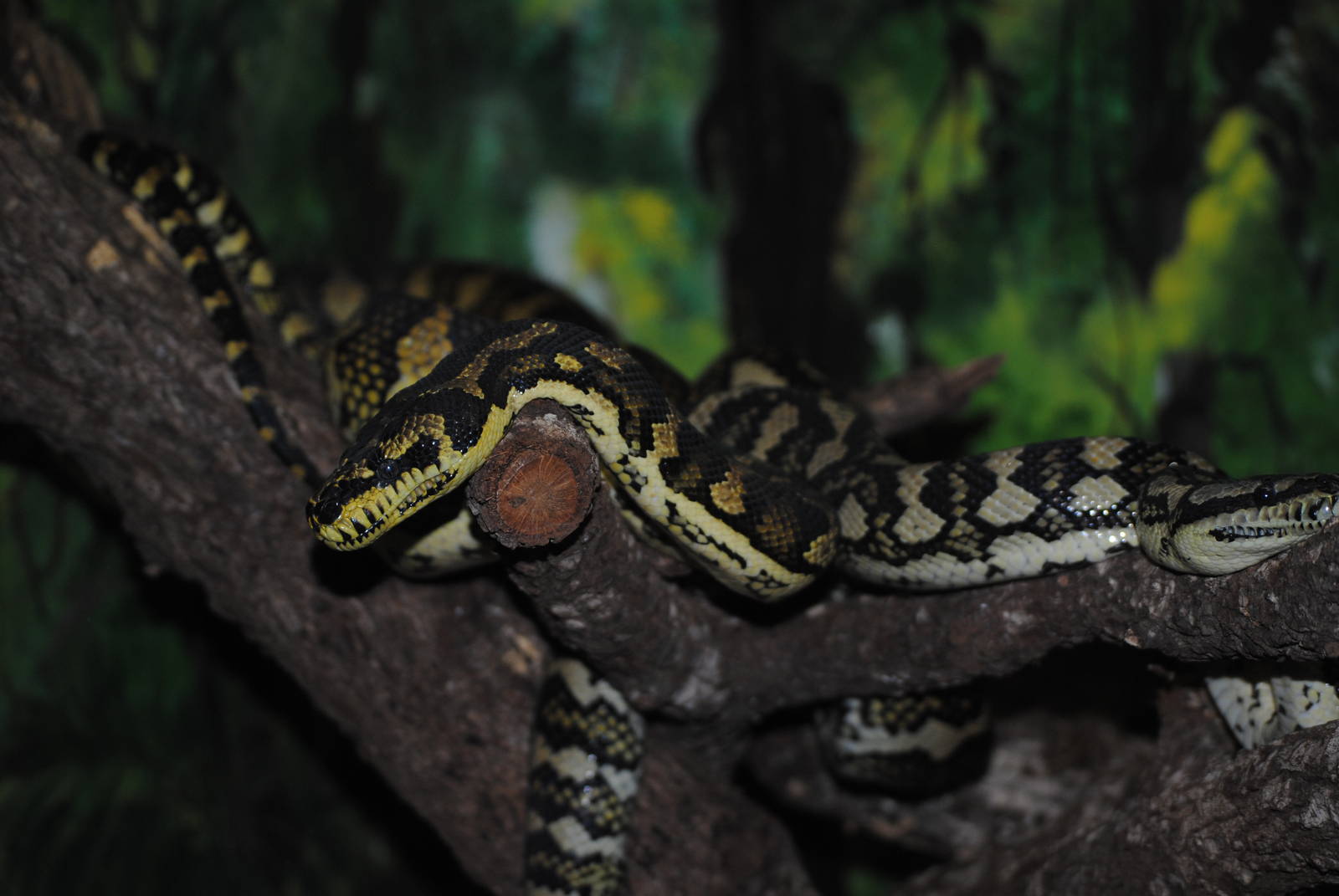 Jungle Carpet Python
