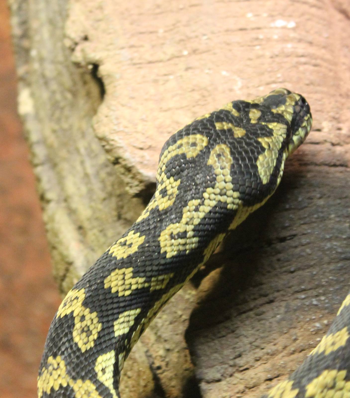 Jungle carpet python