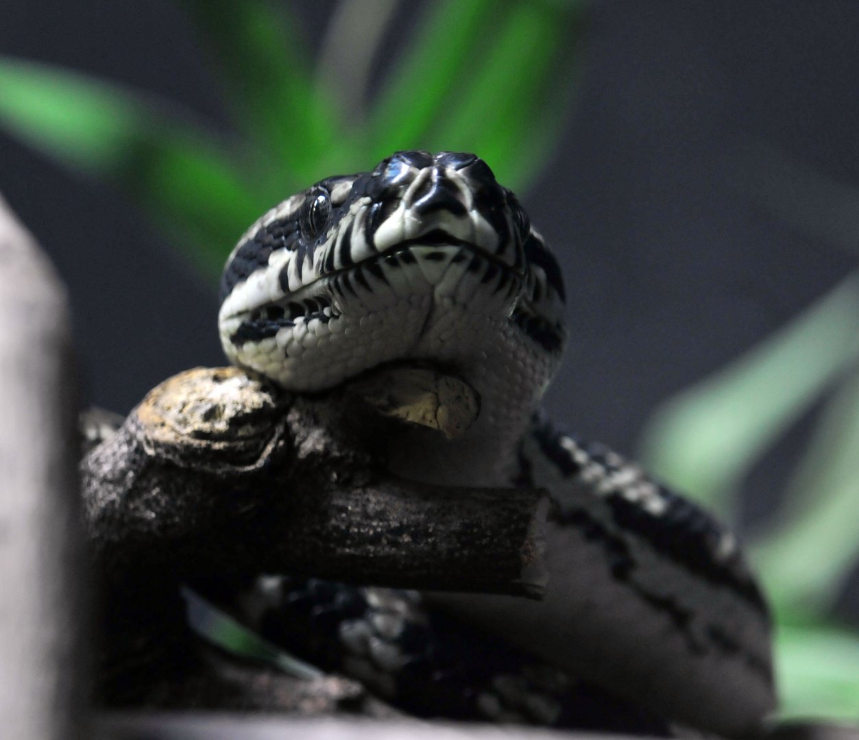 Jungle carpet python