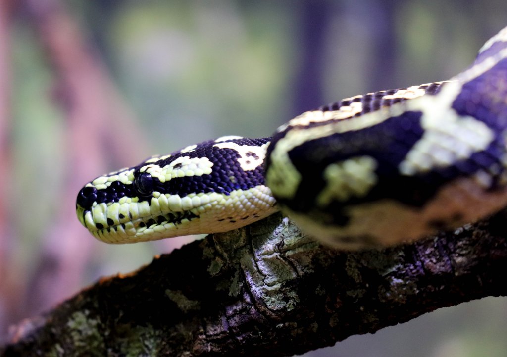 Jungle Carpet Python