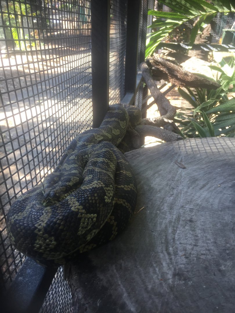 Jungle carpet python