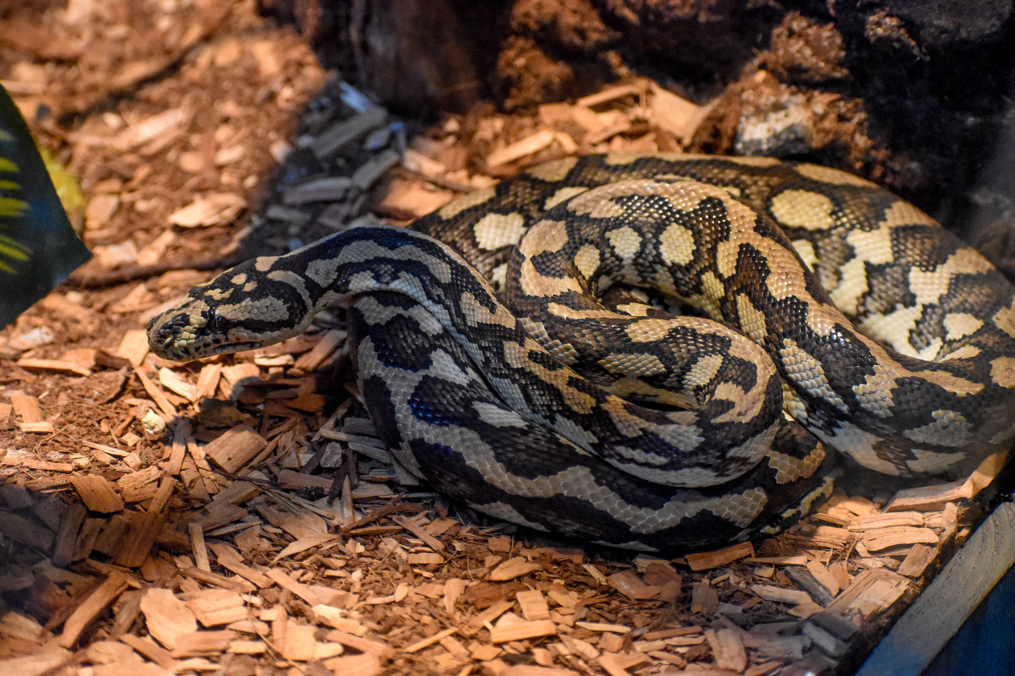 Jungle Carpet Python
