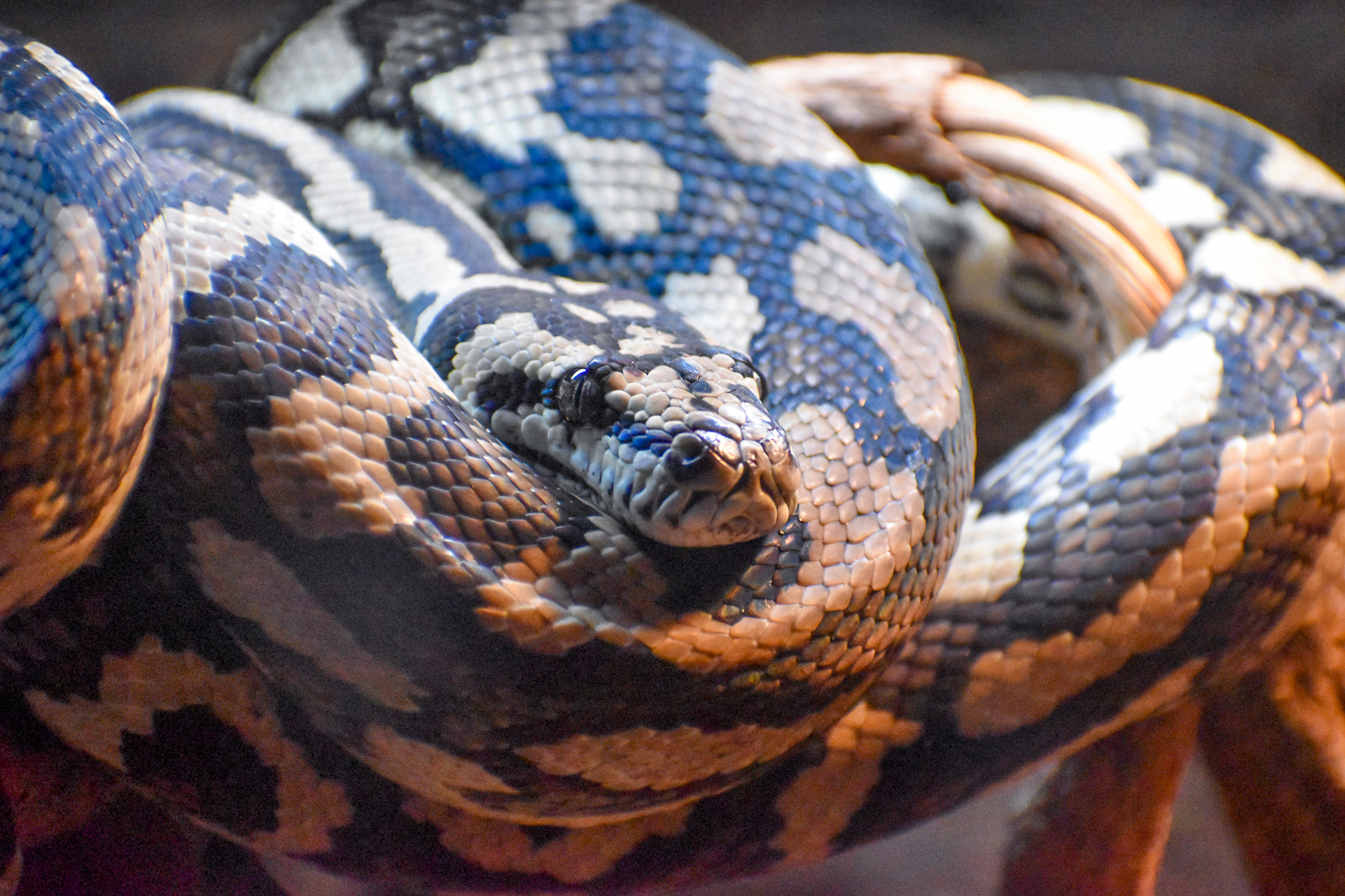Jungle Carpet Python