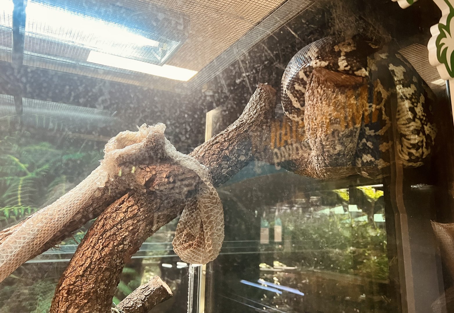 Jungle Carpet Python