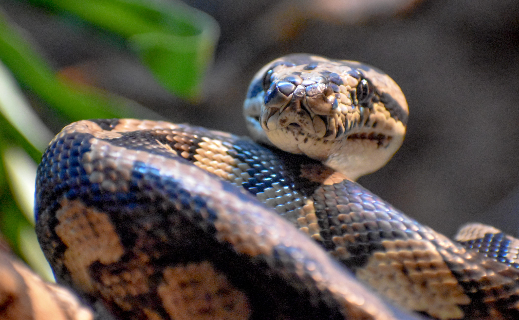 Jungle Carpet Python
