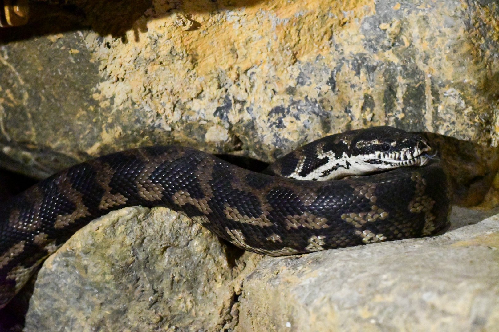 Jungle Carpet Python