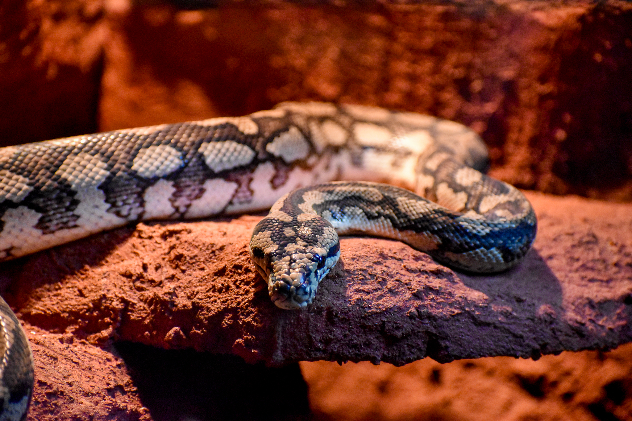 Jungle Carpet Python