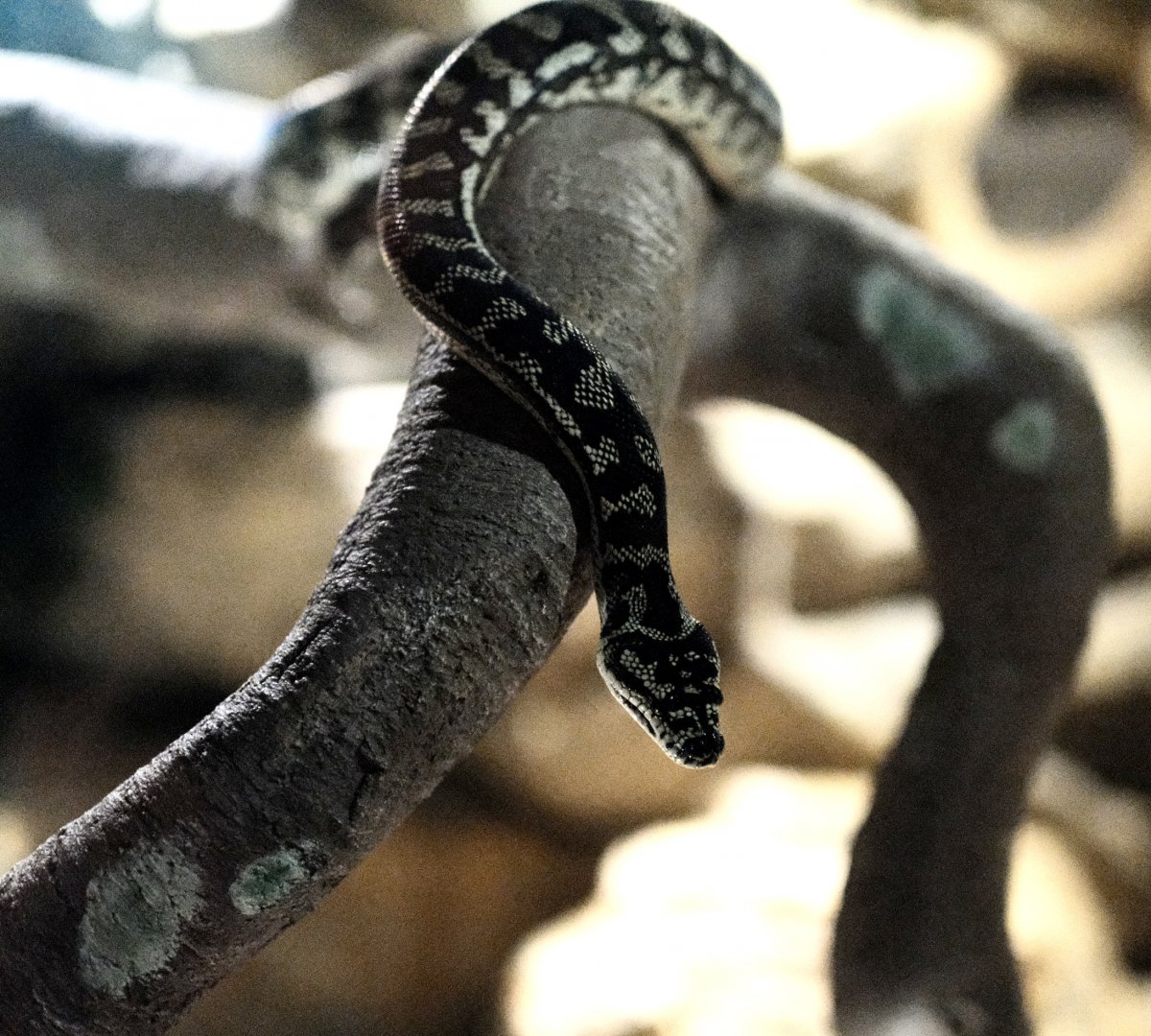 Jungle Carpet Python(?)