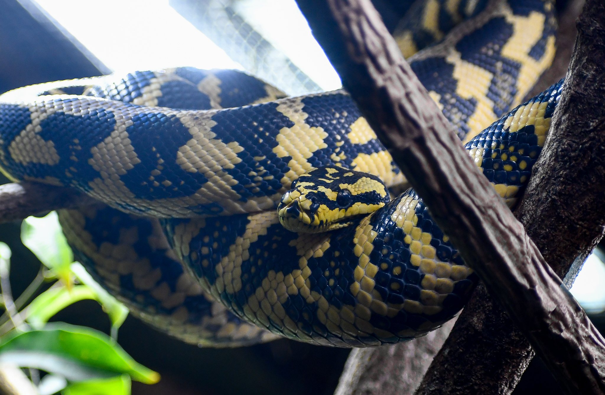Jungle Carpet Python