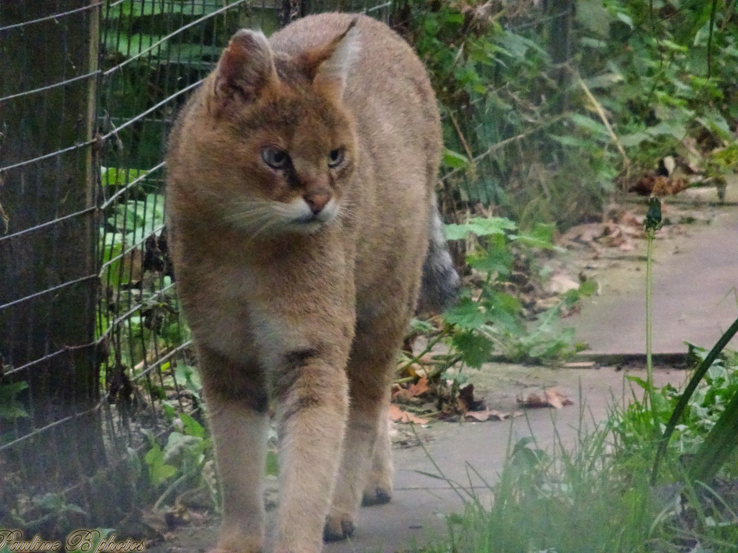 Jungle Cat 18 October 2025