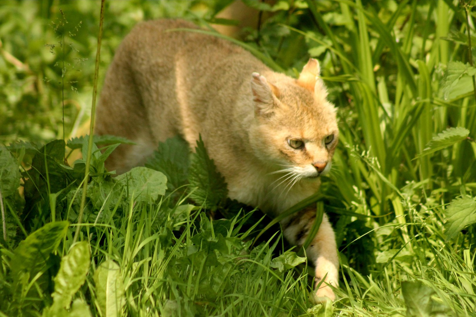 Jungle Cat - 26th June 2024