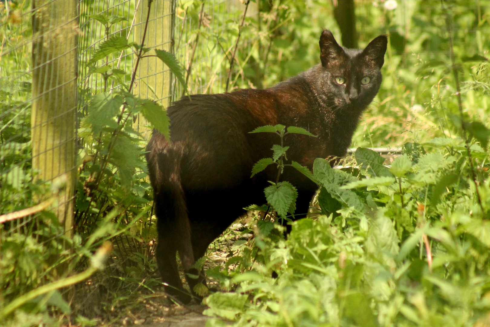 Jungle Cat - 26th June 2024