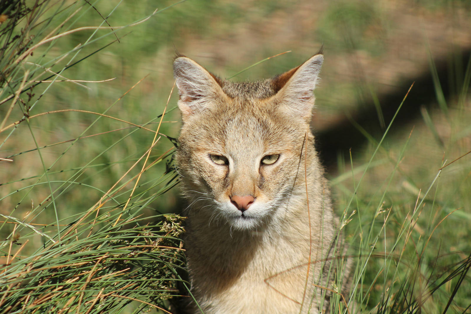 Jungle Cat - 3rd August 2013
