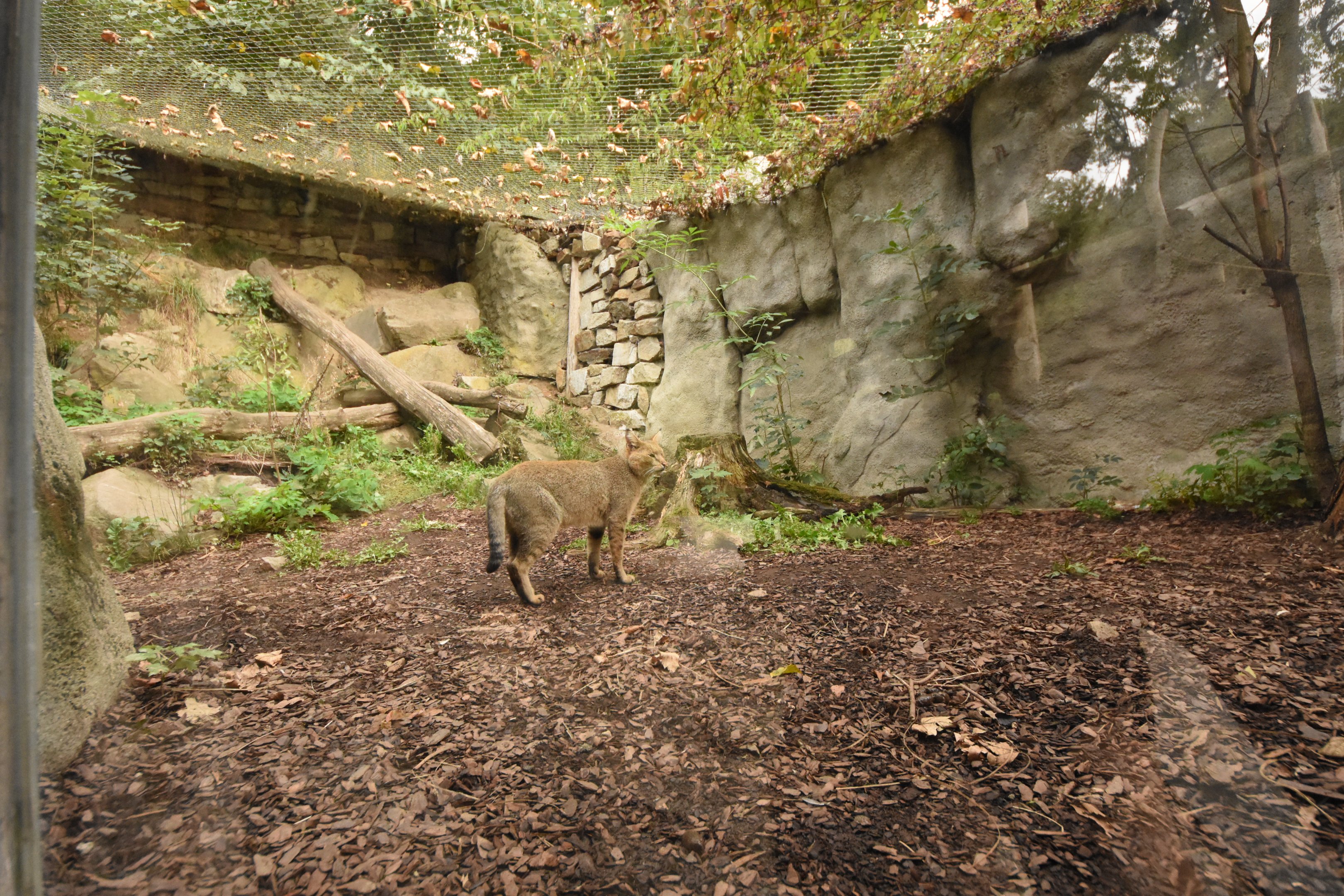 Jungle cat enclosure