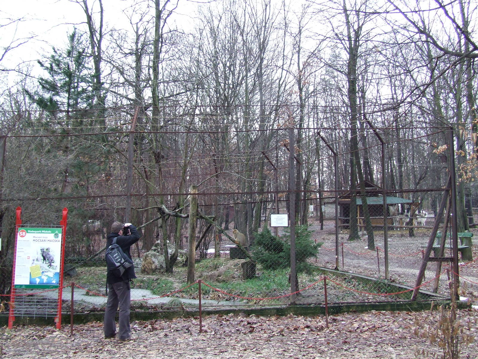 Jungle Cat enclosure