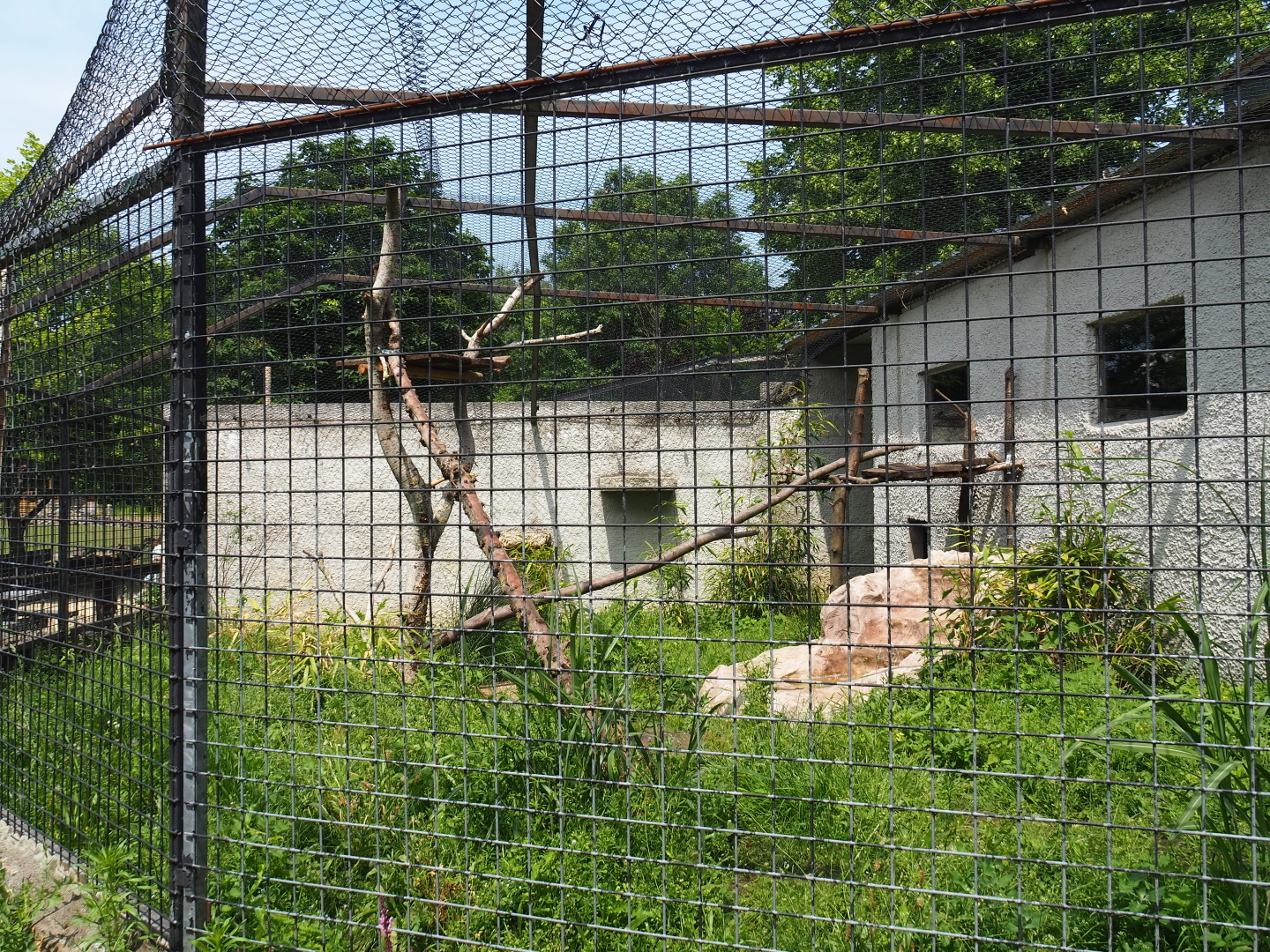 Jungle cat exhibit, 2021-06-15
