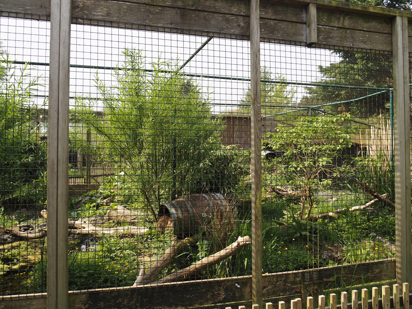 Jungle cat exhibit, 2024-05-11