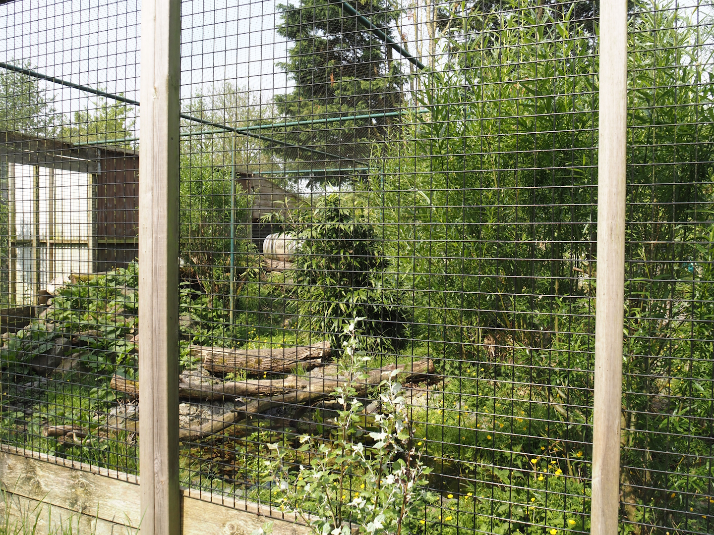 Jungle cat exhibit, 2024-05-11