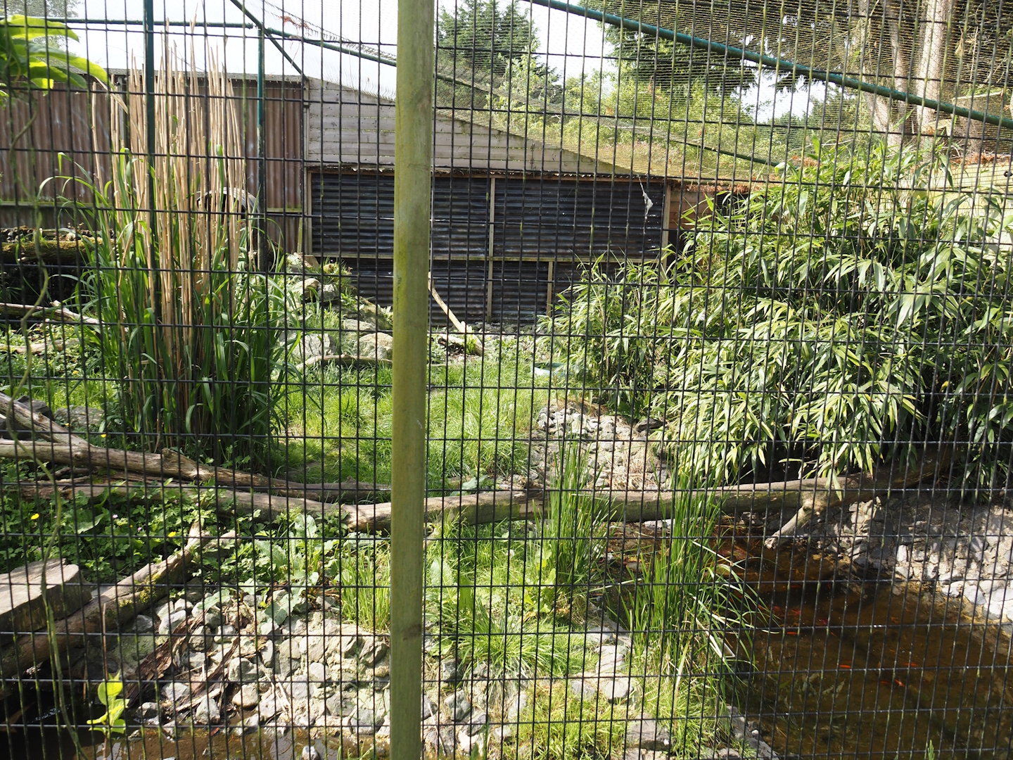 Jungle cat exhibit, 2024-05-11