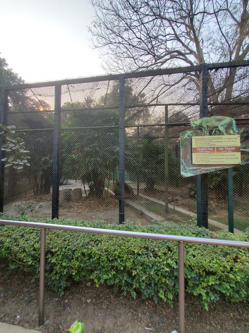 Jungle Cat Exhibit - January 2023