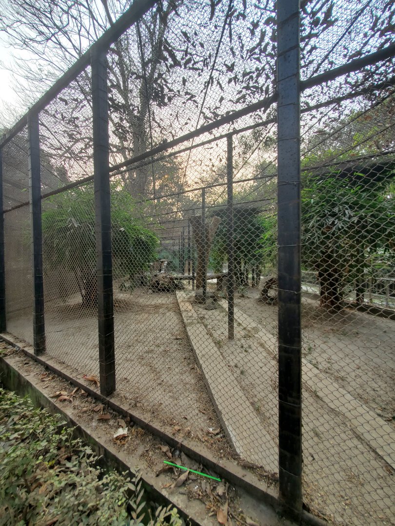 Jungle Cat Exhibit - January 2023