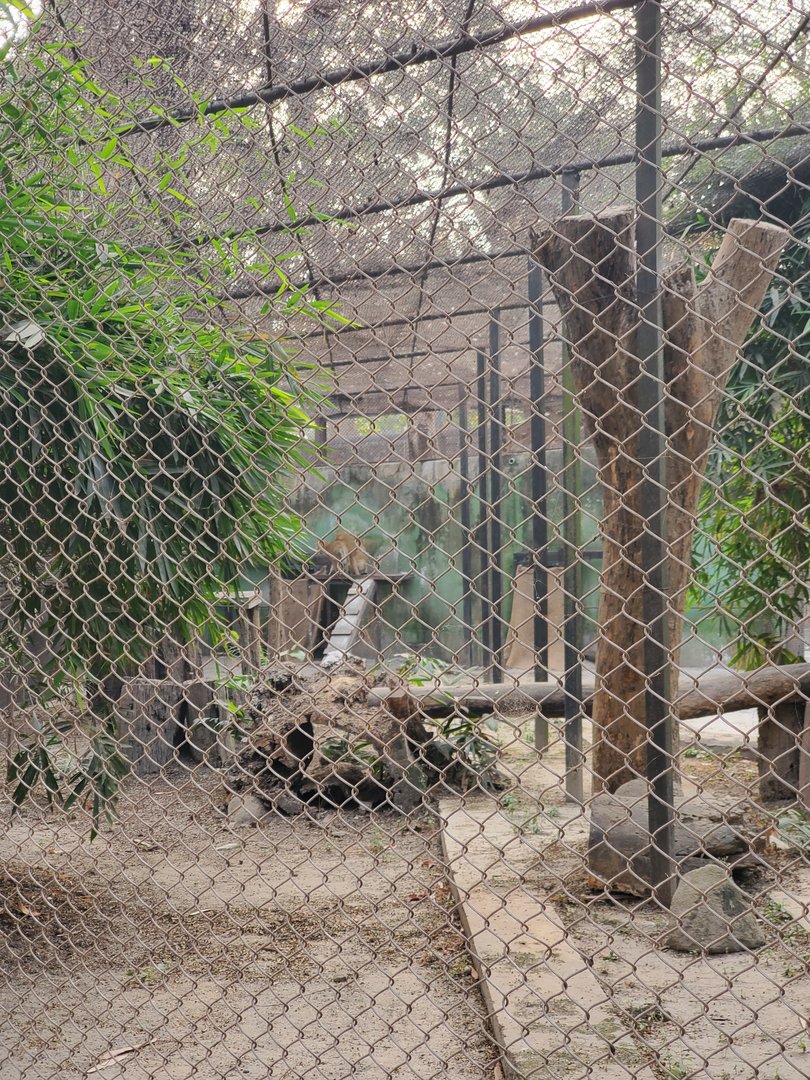 Jungle Cat Exhibit - January 2023