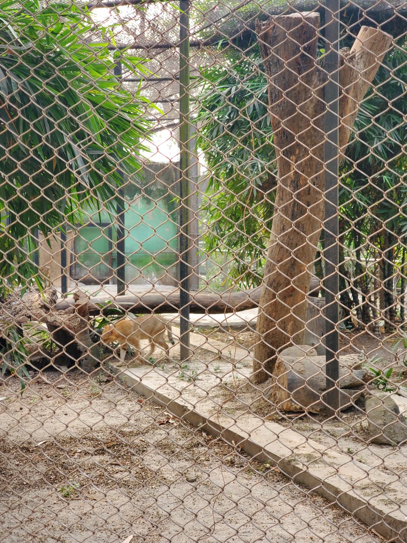 Jungle Cat Exhibit - January 2023