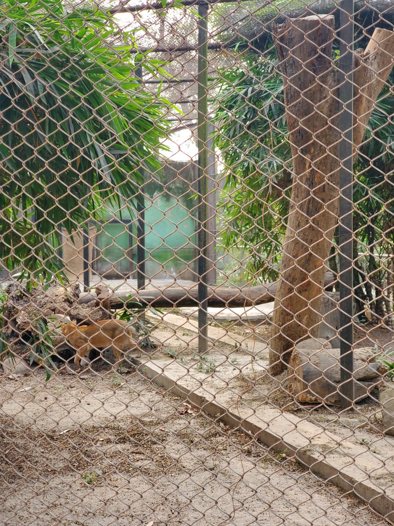 Jungle Cat Exhibit - January 2023