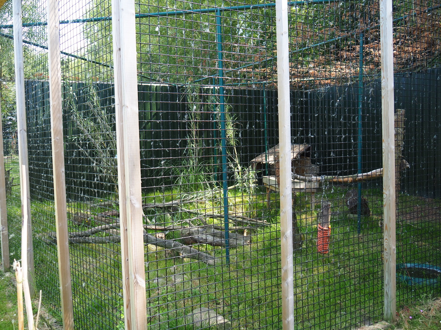 Jungle cat exhibit (Now caracal exhibit), 2019-06-01