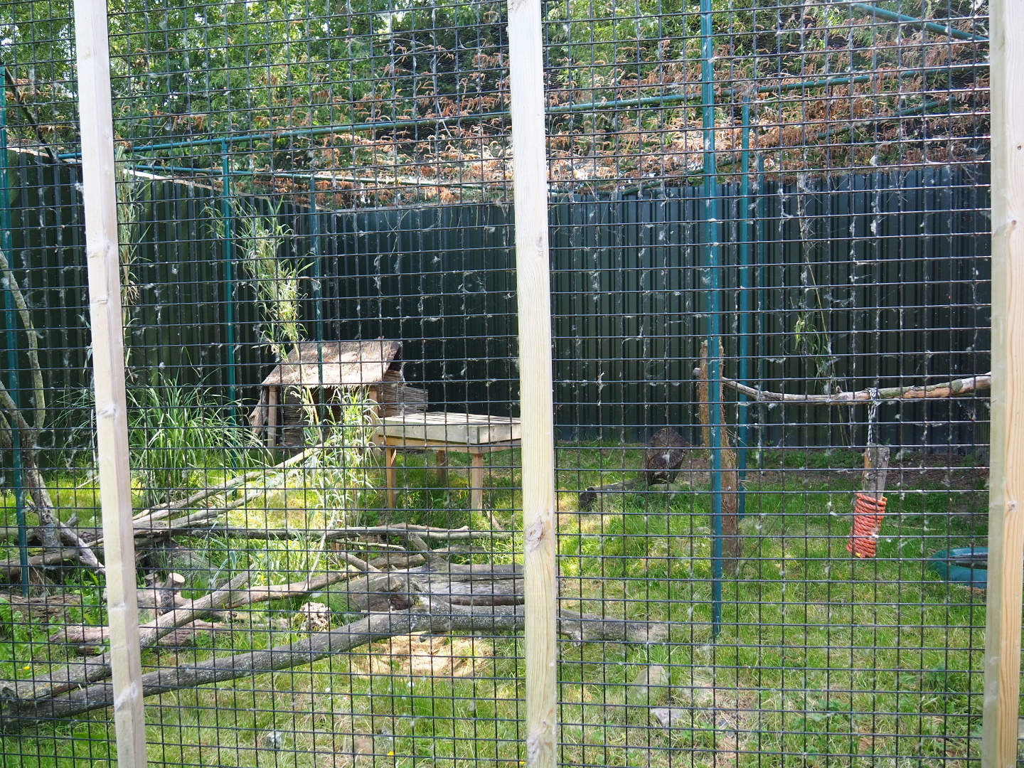 Jungle cat exhibit (Now caracal exhibit), 2019-06-01