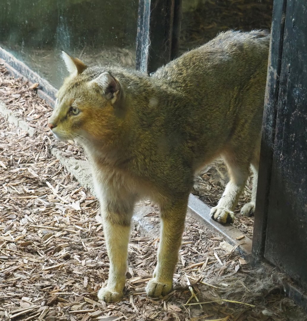 Jungle cat (Felis chaus), 2021-06-15