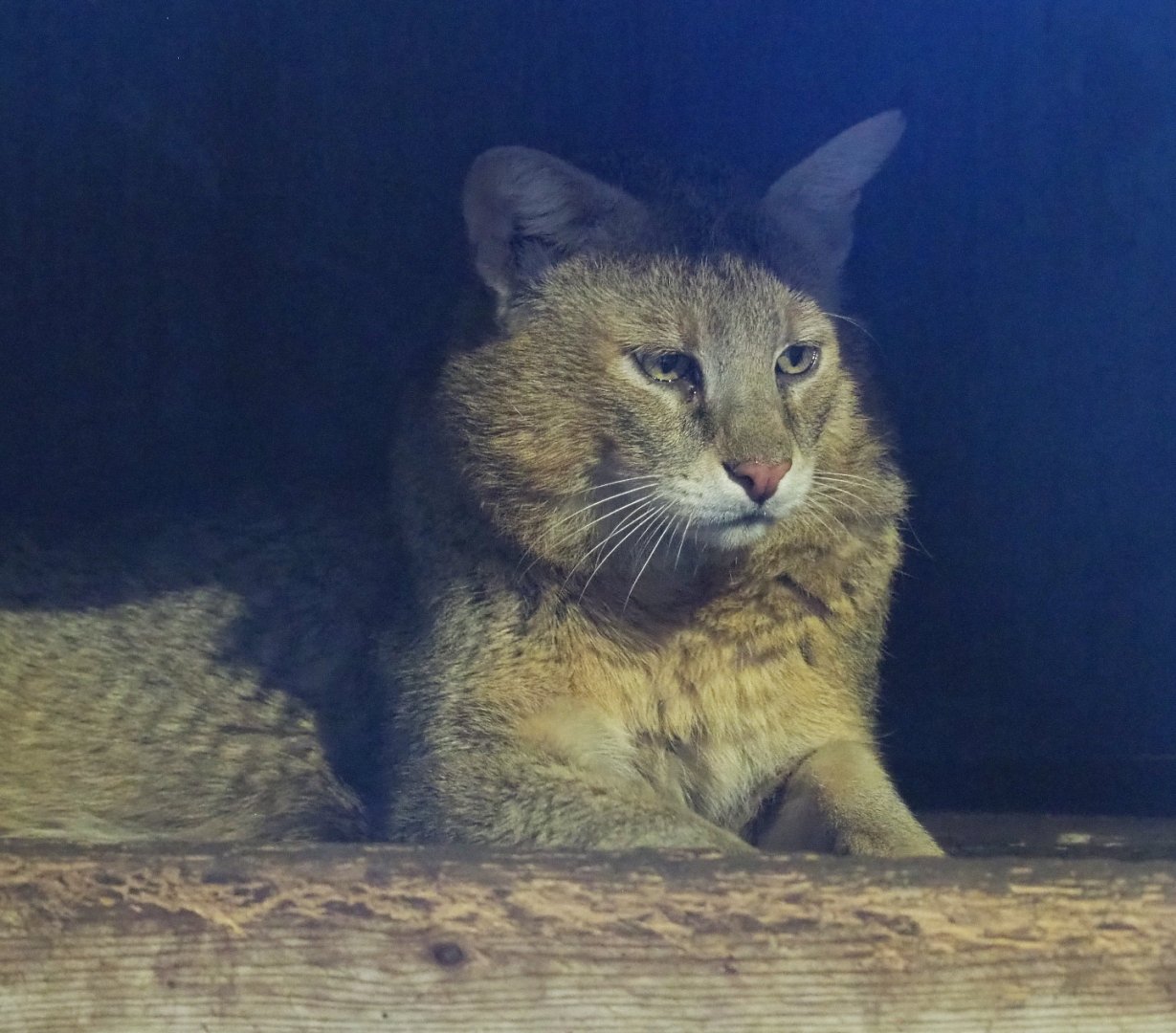 Jungle cat (Felis chaus), 2021-06-15