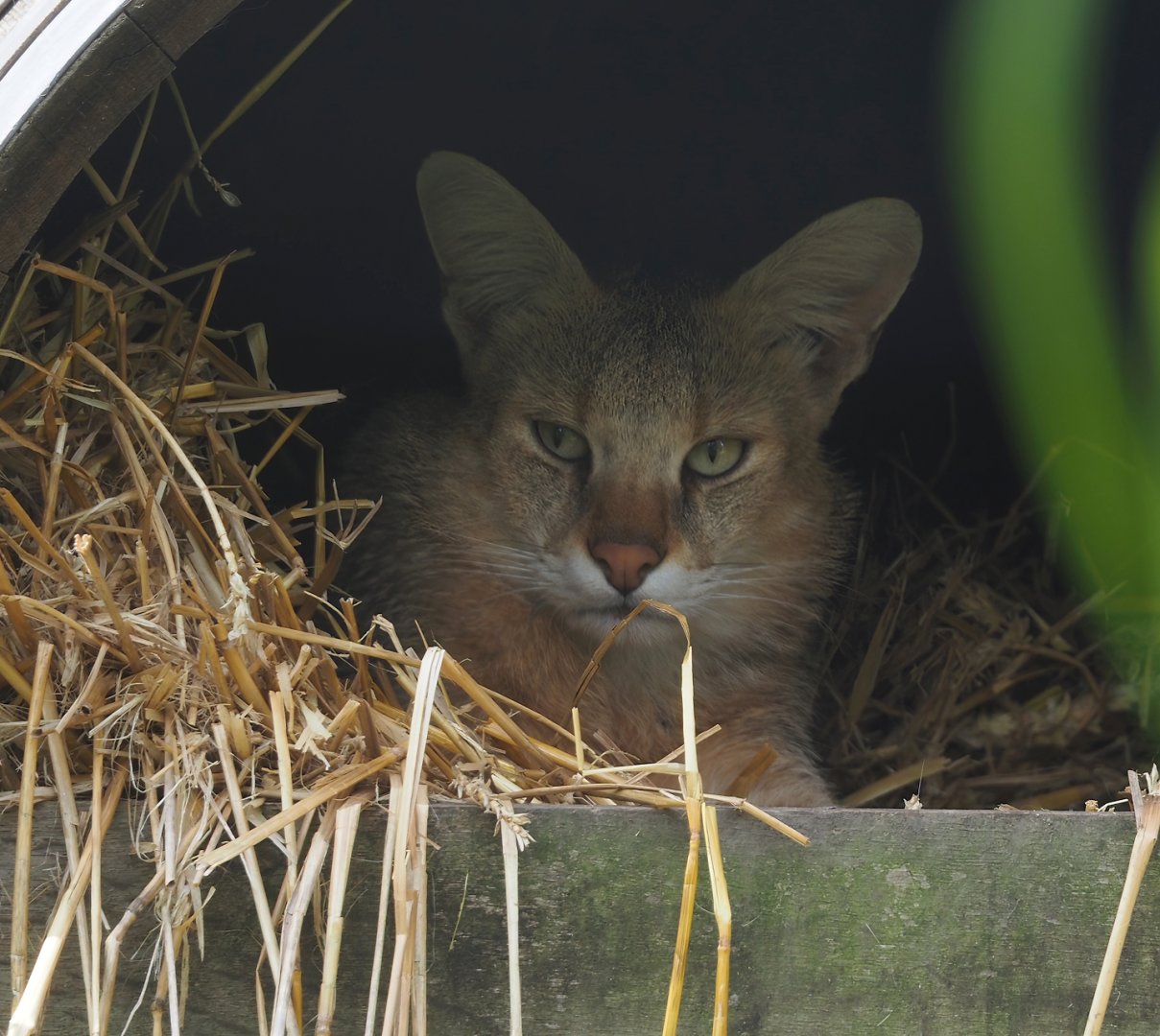 Jungle cat (Felis chaus), 2024-05-11