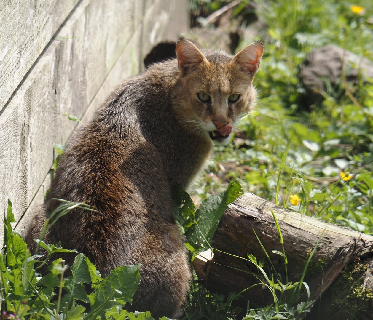 Jungle cat (Felis chaus), 2024-05-11