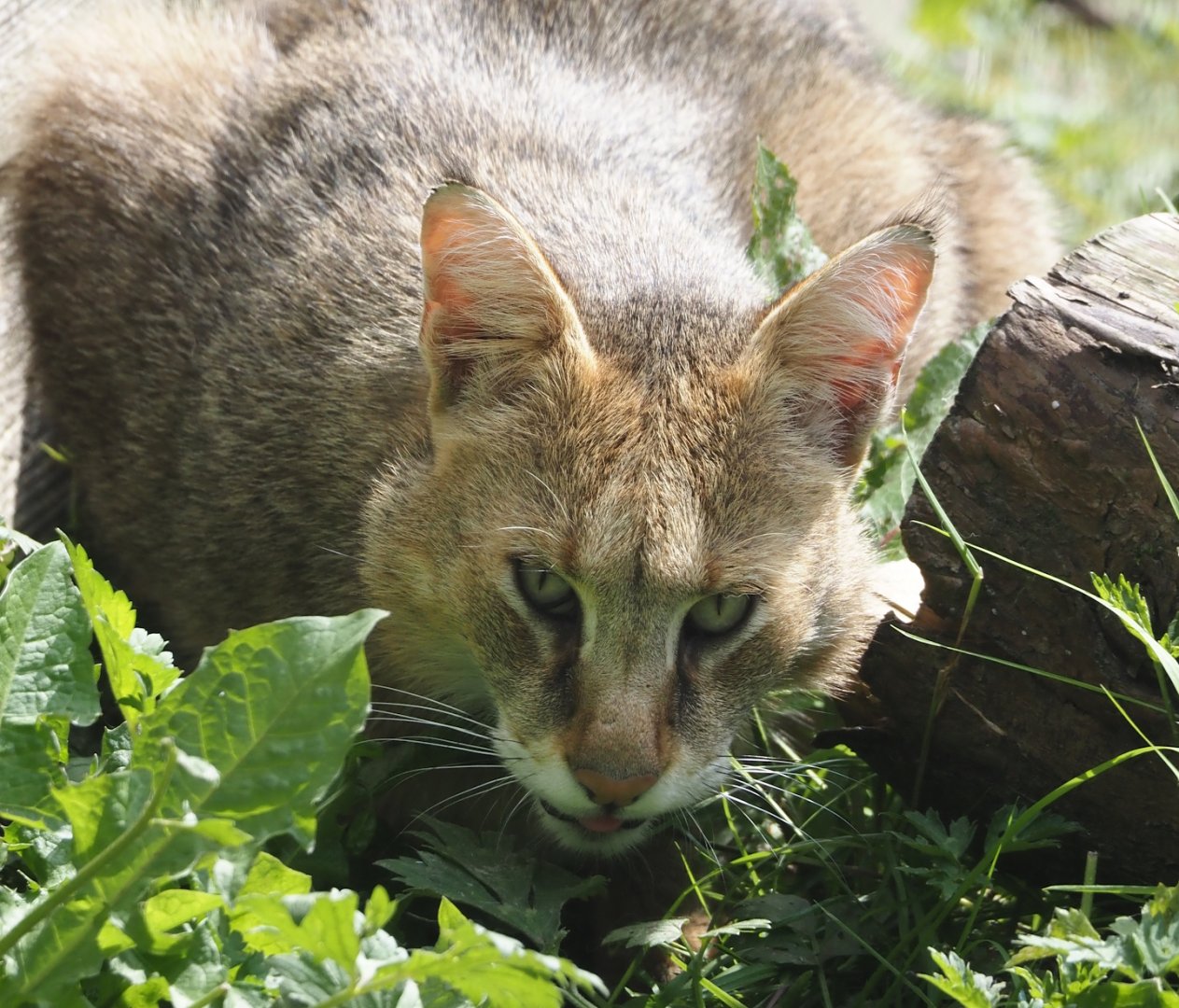 Jungle cat (Felis chaus), 2024-05-11