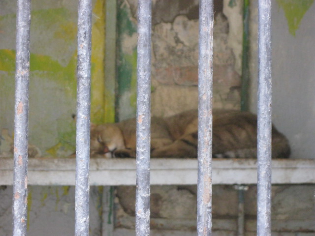 jungle cat -Felis chaus( Armenia ) Yerevan zoo