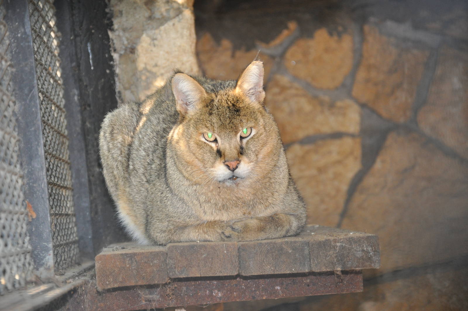 Jungle cat/ Felis chaus furax