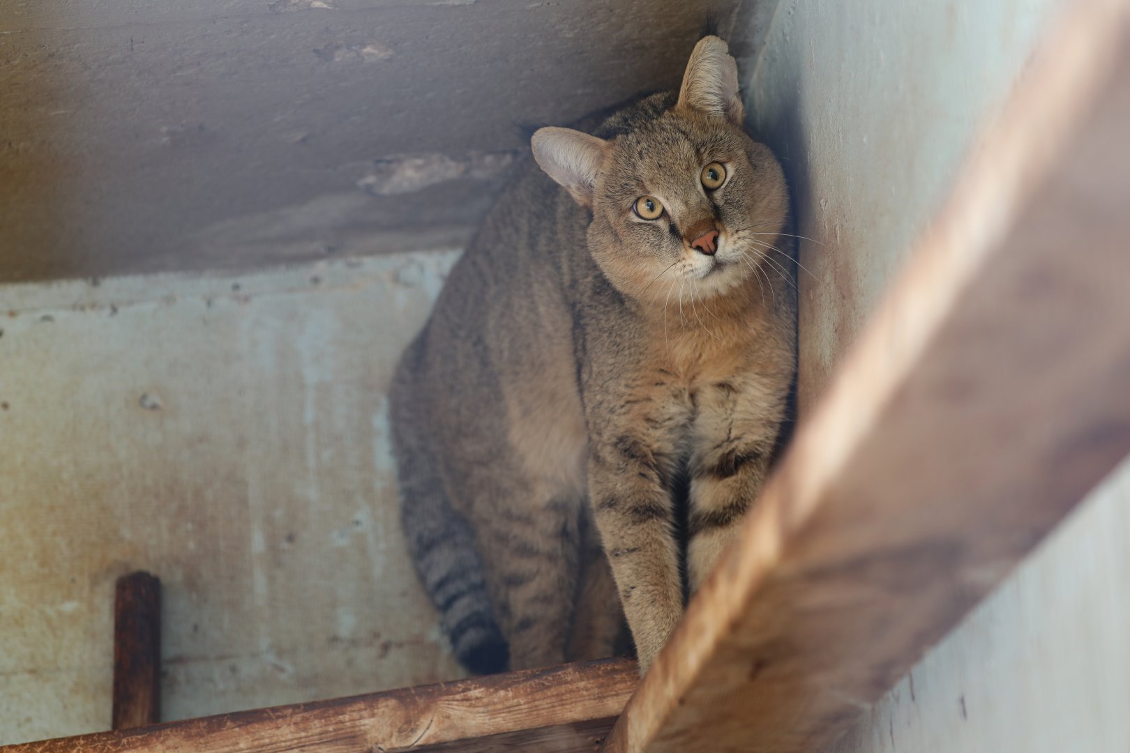 Jungle cat (Felis chaus furax)