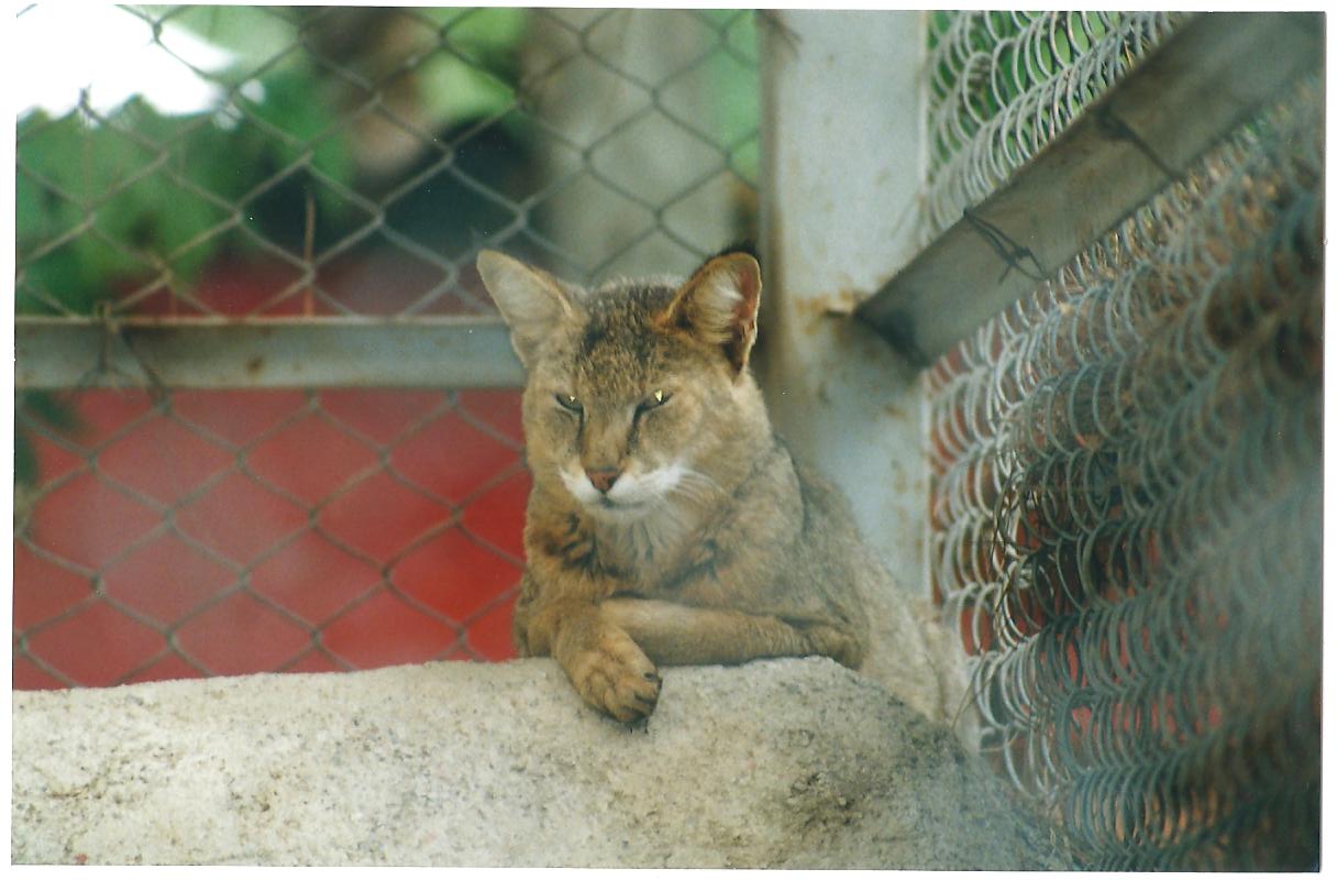 jungle cat -Felis chaus(tehran zoo)1992