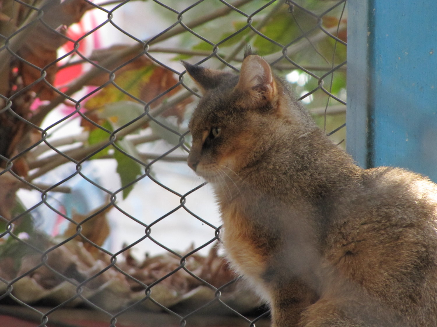 jungle cat -Felis chaus(tehran zoo)